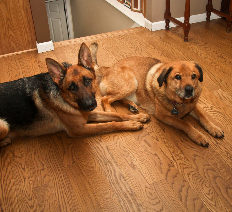 Veterinary Services
